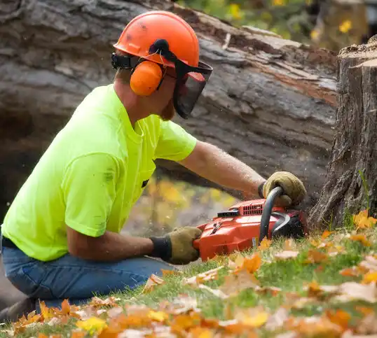 tree services Turkey Creek